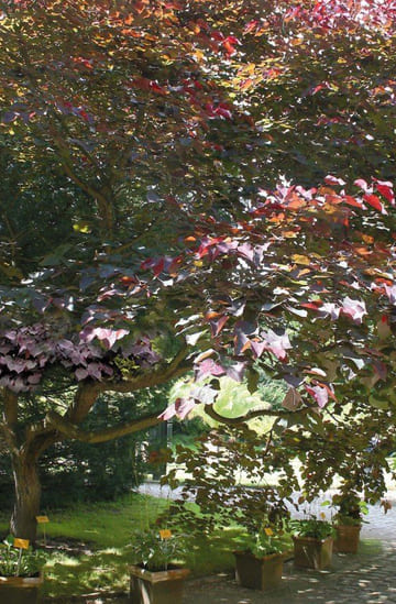 Arbre avec feuilles rouge et vert.jpg